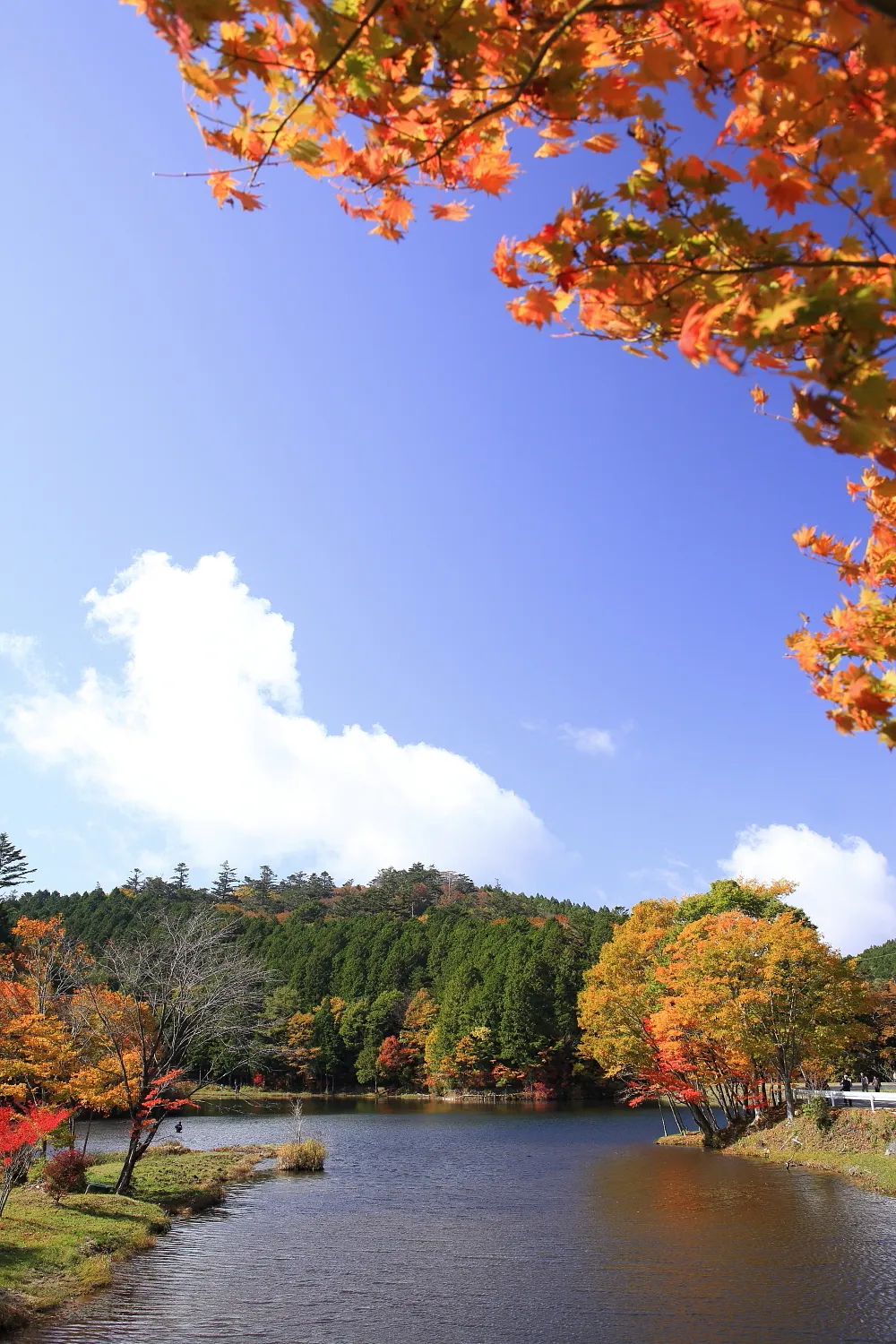 紅葉に囲まれた愛知県設楽町の段戸湖